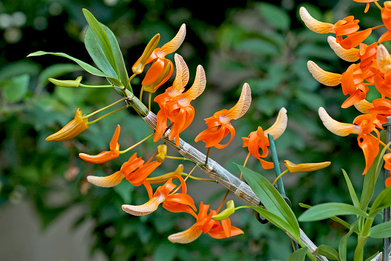 Dendrobium_unicum3.jpg