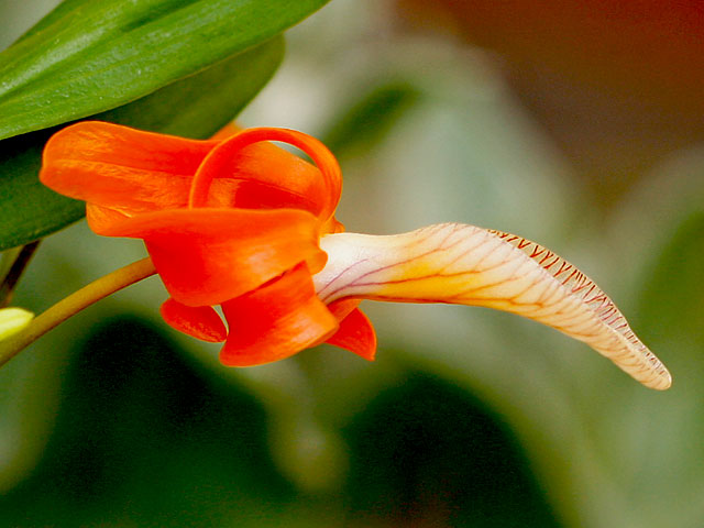 Dendrobium unicum