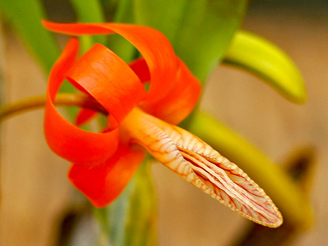 Dendrobium_unicum7.jpg