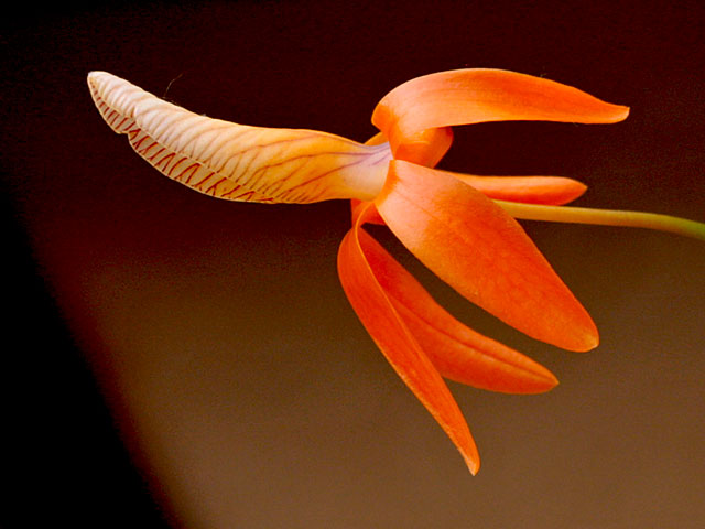 Dendrobium unicum Seidenf. Dendrobium_unicum9.jpg