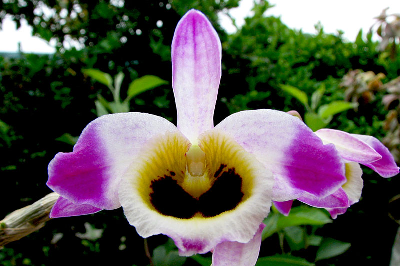 Dendrobium wardianum