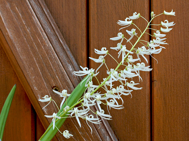 Dendrobium wassellii