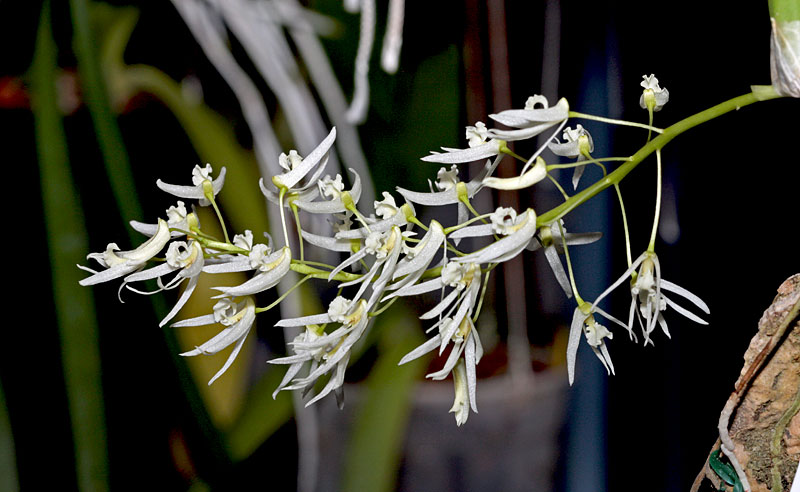 Dendrobium_wassellii2.jpg