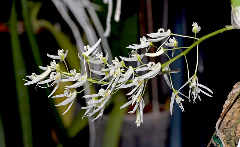 Dendrobium wassellii