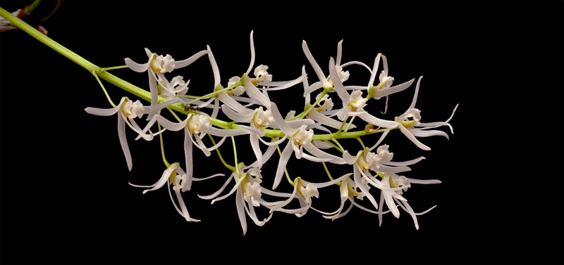 Dendrobium_wassellii4.jpg