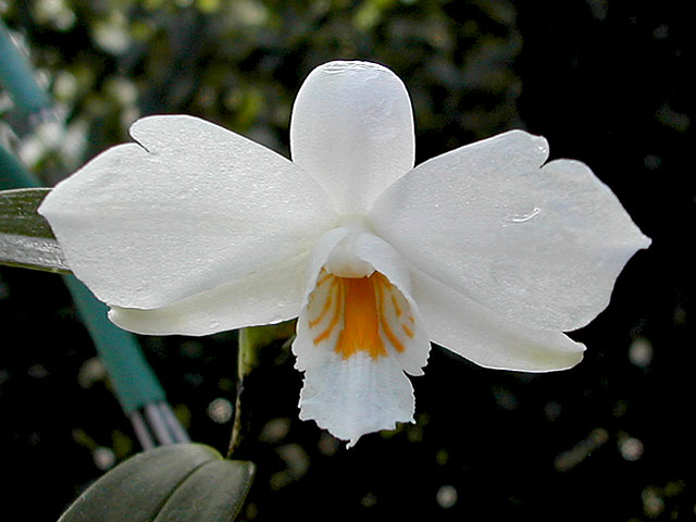 Dendrobium_wattii1.jpg