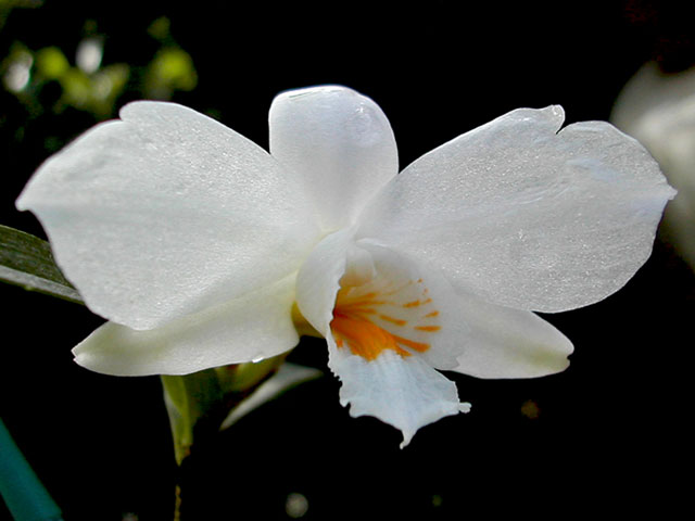 Dendrobium wattii