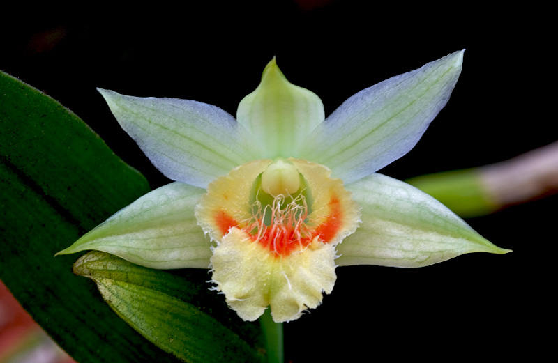 Dendrobium_williamsonii4.jpg