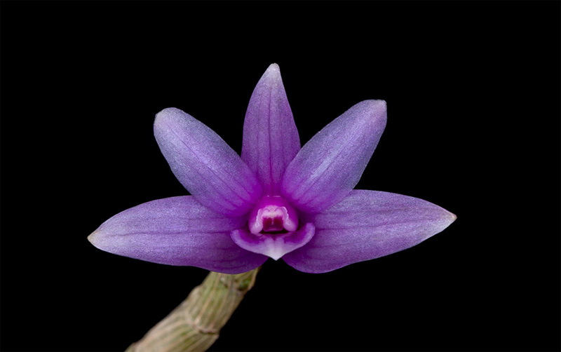 Dendrobium_yeageri1.jpg