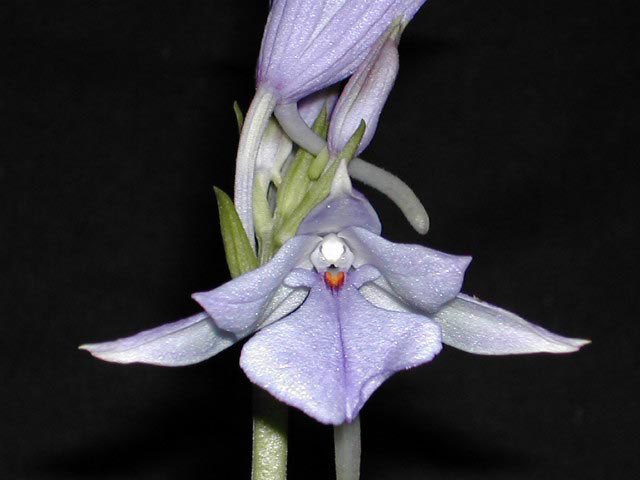 Calanthe_masuca1.jpg