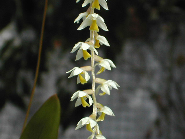 Dendrochilum_cobbianum3.jpg