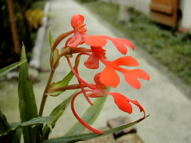 Habenaria rhodocheila