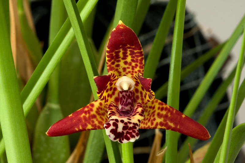 Maxillariella tenuifolia