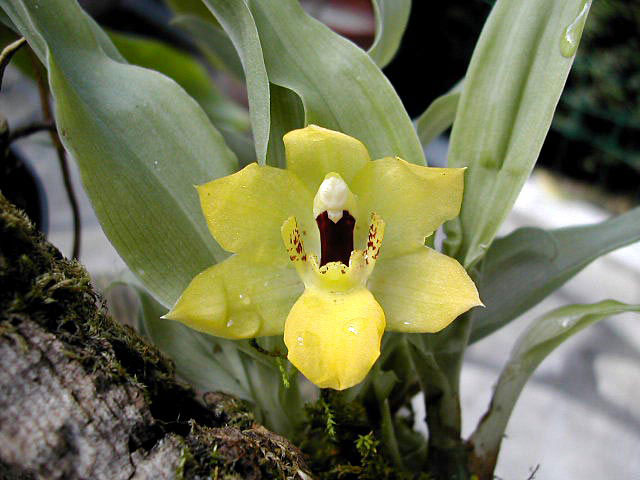 Promenaea xanthina (Lindl.) Lindl. Promenaea_xanthina1.jpg