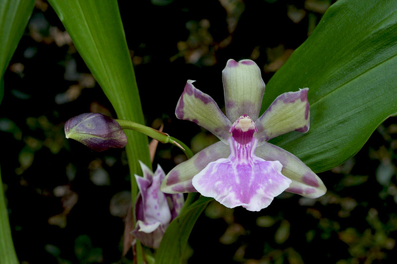 Zygopetalum_hybride1.jpg