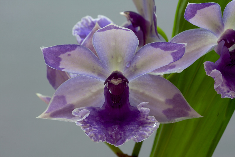 Zygonisia Cynosure ( Aganisia cyanea x Zygopetalum Skippy Ku ) Zygopetalum_hybride3.jpg