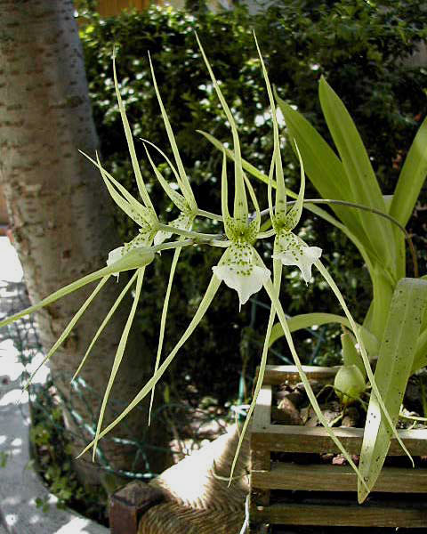 Brassia verrucosa