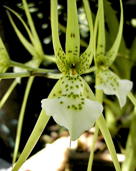 Brassia verrucosa