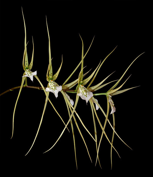 Brassia verrucosa