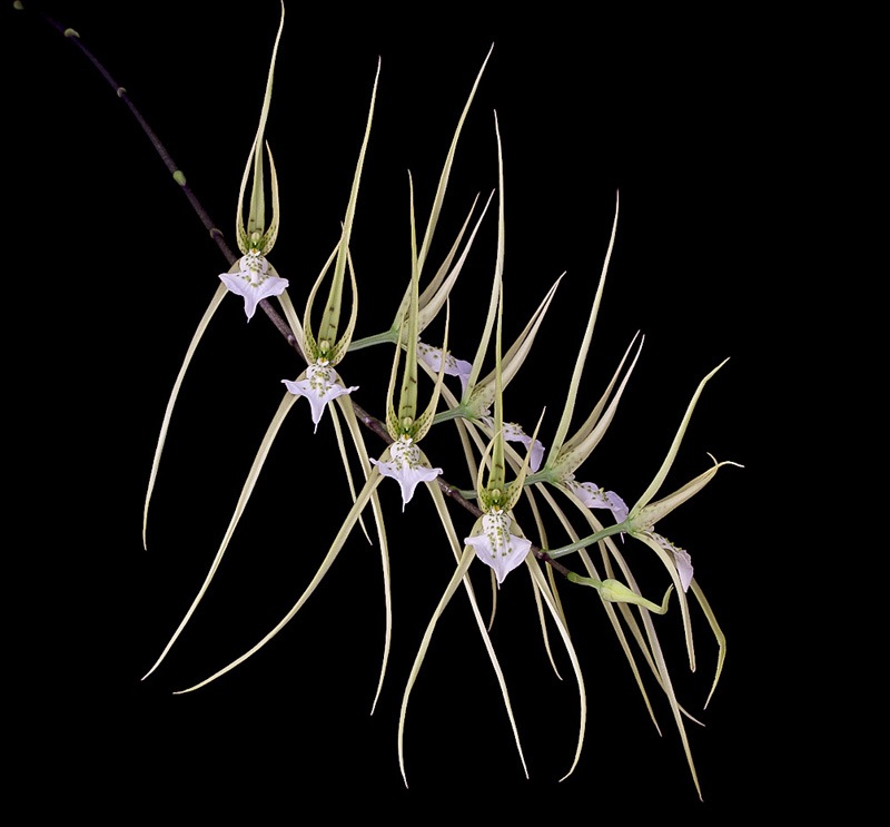 Brassia verrucosa