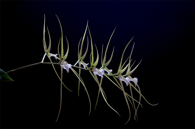 Brassia verrucosa Bateman ex Lindl. Brassia_verrucosa7.jpg