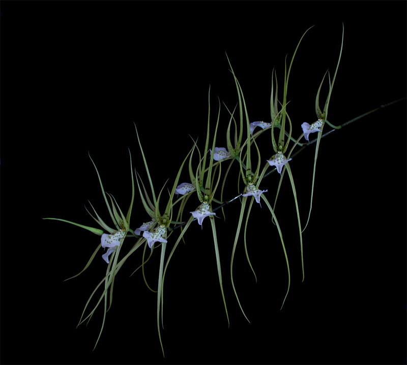 Brassia verrucosa