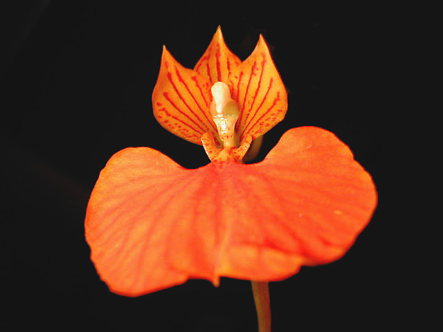 Comparettia speciosa Rchb.f. Comparettia_speciosa1.jpg