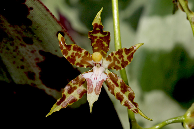 Oncidium hintonii