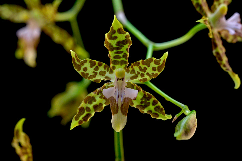 Oncidium hintonii