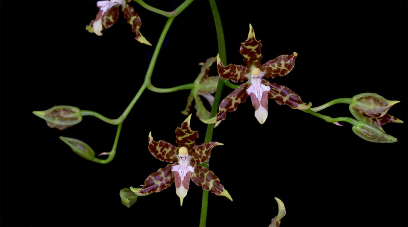 Oncidium_hintonii4.jpg