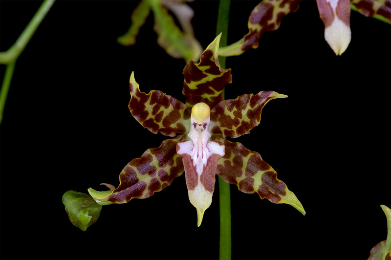 Oncidium hintonii