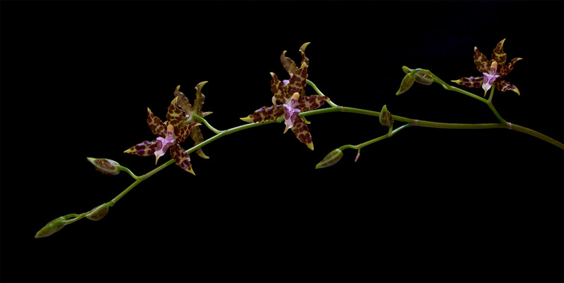 Oncidium hintonii