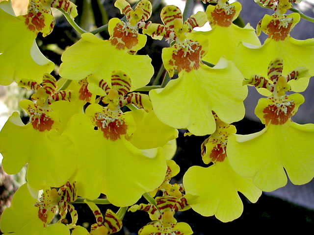 Oncidium_hybride1.jpg