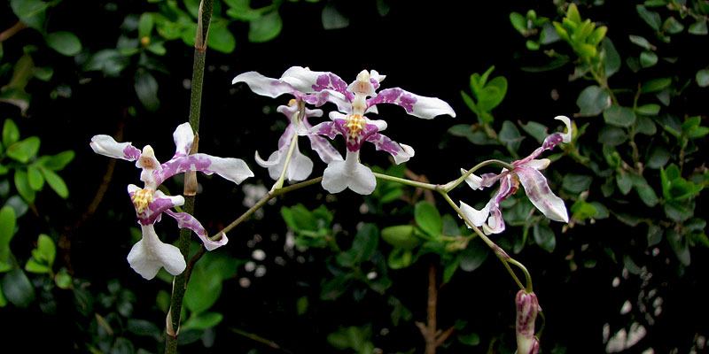 Oncidium incurvum