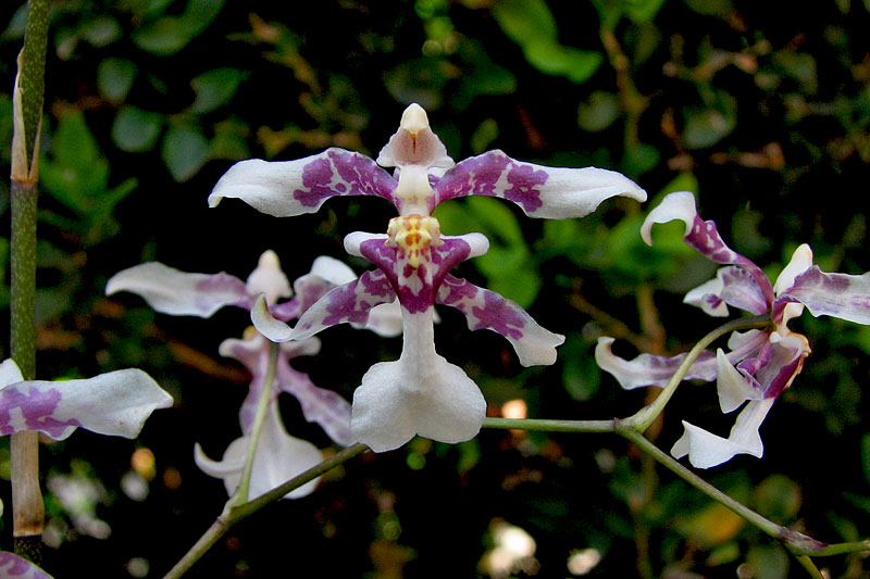 Oncidium incurvum