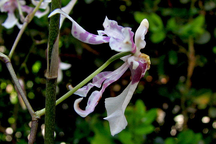 Oncidium incurvum