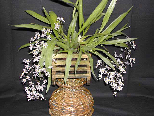 Oncidium_ornithorhynchum1.jpg