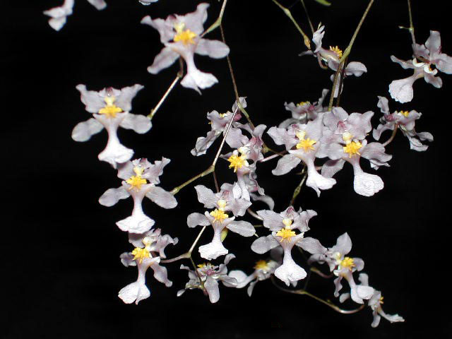 Oncidium ornithorhynchum