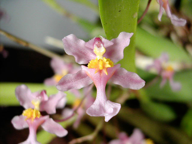 Oncidium_ornithorhynchum3.jpg