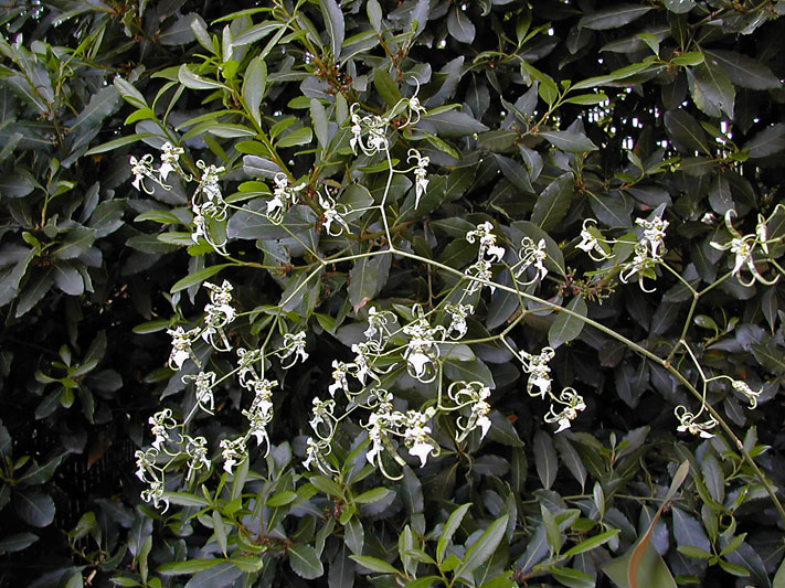 Miltonia phymatochila (Lindl.) N.H.Williams & M.W.Chase Oncidium_phymatochilum1.jpg