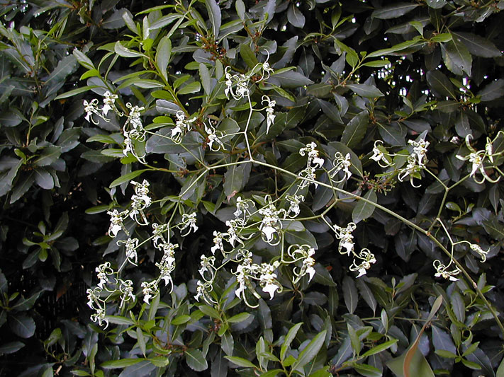 Miltonia phymatochila