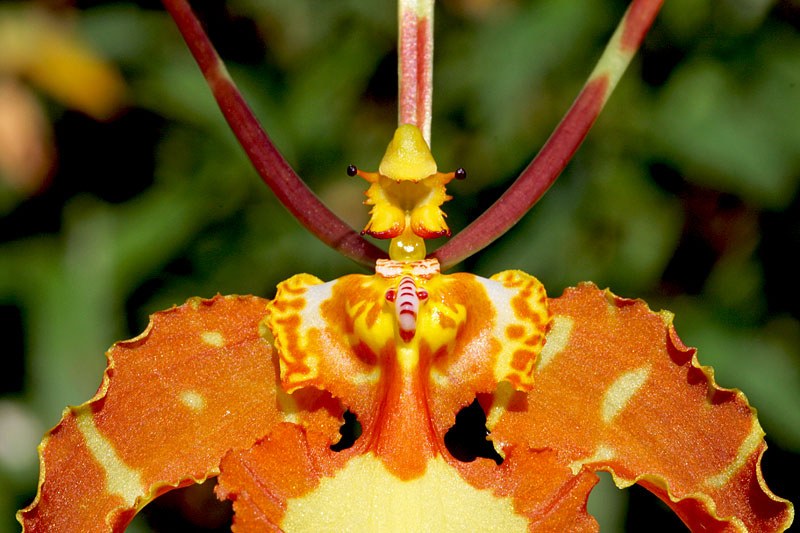 Psychopsis papilio