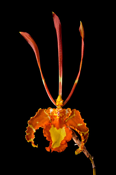 Psychopsis papilio