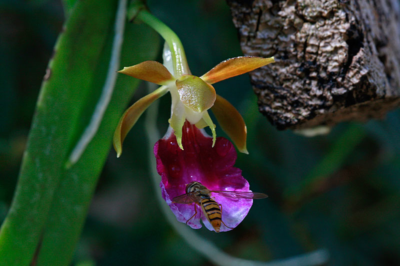 Trichocentrum_albococcineum2.jpg