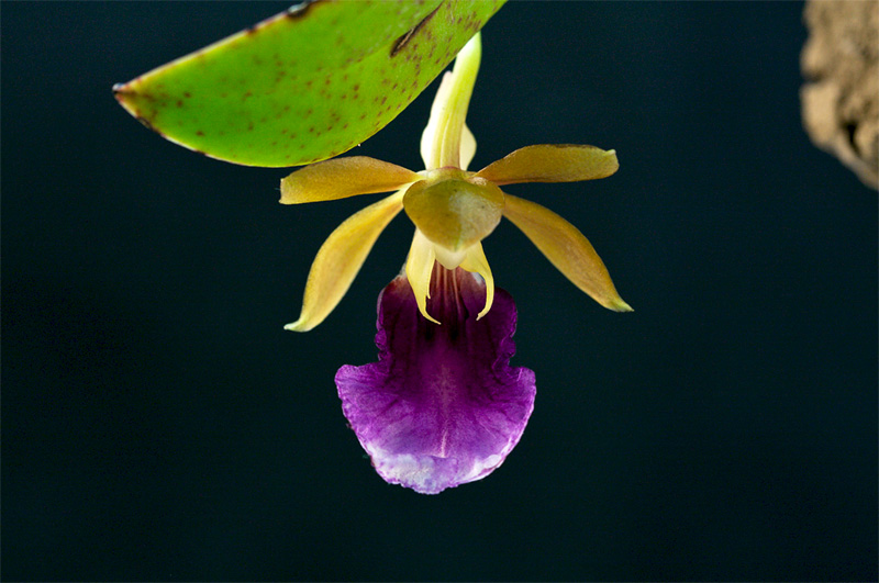 Trichocentrum albococcineum