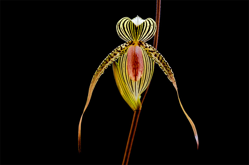 Paphiopedilum Susan Booth x praestans