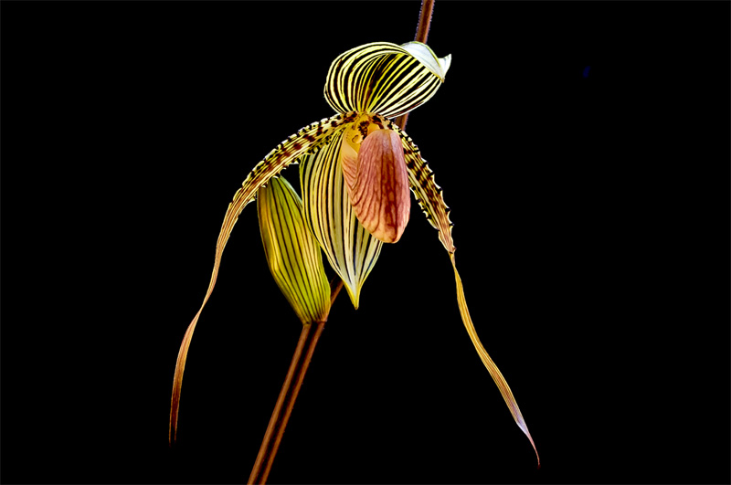 Paphiopedilum Susan Booth x praestans