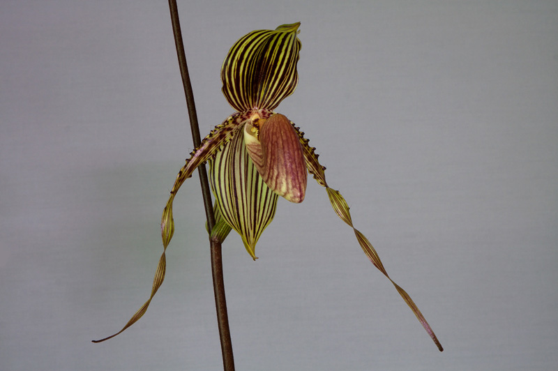 Paphiopedilum Susan Booth ( rothschildianum x glanduliferum ) x praestans Paphio_Susan_booth_praestans7.jpg