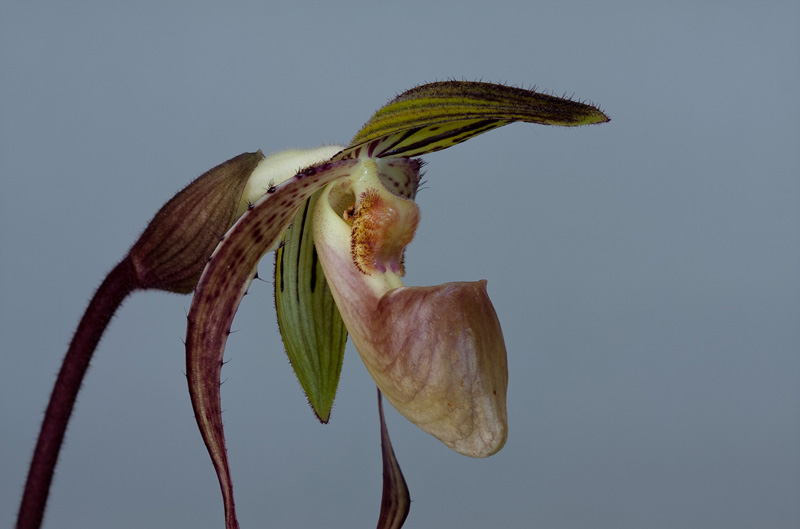 Paphiopedilum Asendorfer Gigant (gigantifolium x Michael Koopowitz) Paphiopedilum_Asendorfer_Gigant3.jpg