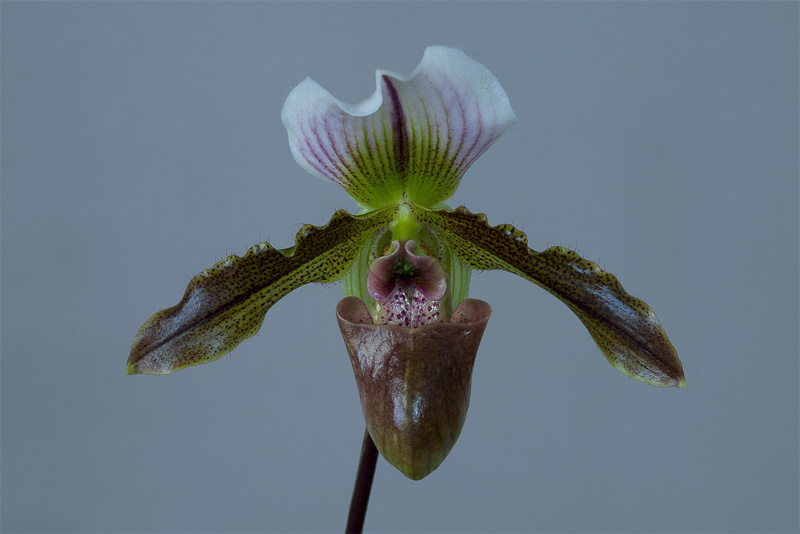 Paphiopedilum Burma Road ( spicerianum x wardii ) Paphiopedilum_Burma_Road2.jpg